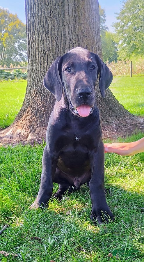 Great Dane dogs Tommy - Ad 2