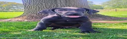 Great Dane dogs for sale: Tommy - Ad 2