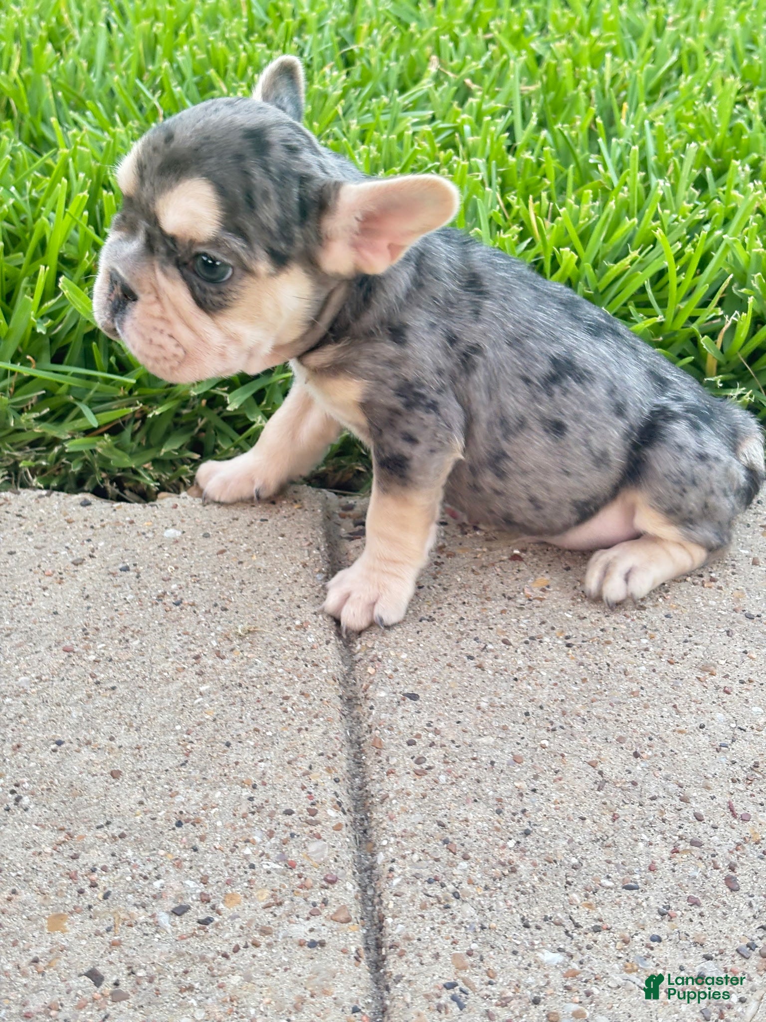 French Bulldog dogs French Bulldog 1 - Ad 2