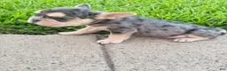 French Bulldog dogs for sale: French Bulldog 1 - Ad 2