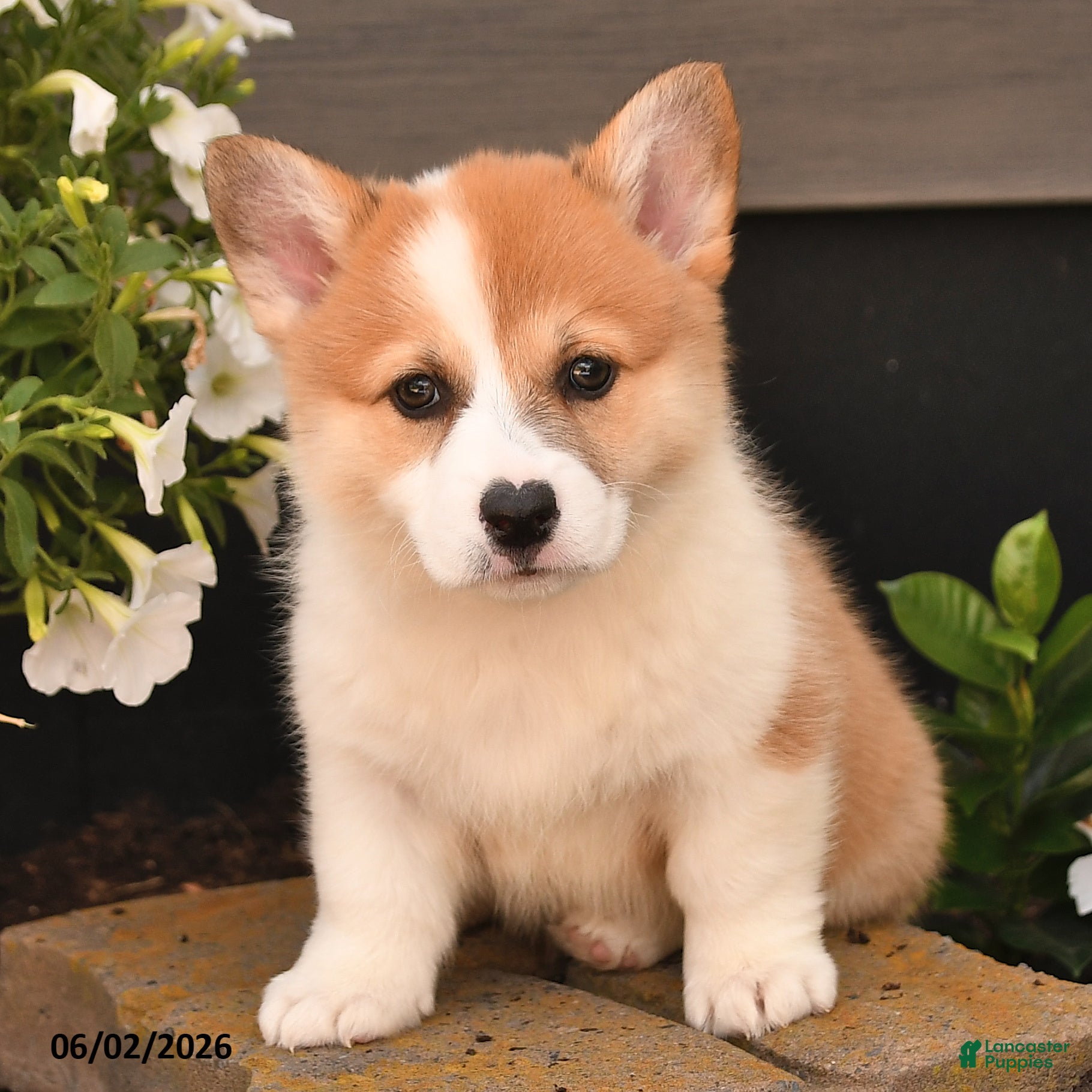 Welsh Corgi Pembroke dogs for sale: Bethany - Ad 4
