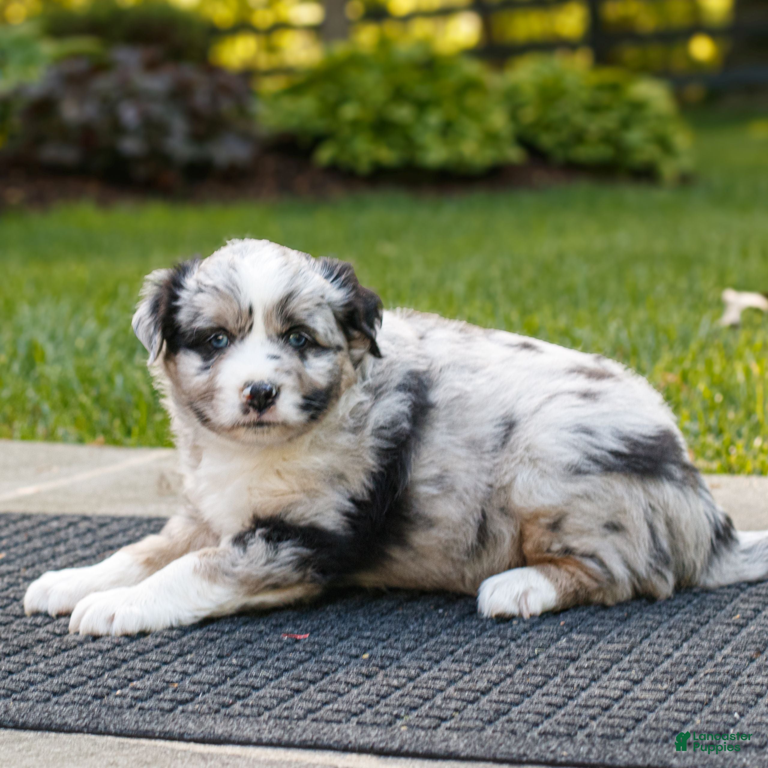Miniature Australian Shepherd dogs for sale: Carter  - Ad 3