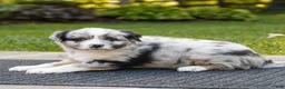 Miniature Australian Shepherd dogs for sale: Carter  - Ad 1