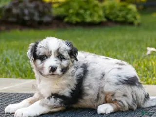 Miniature Australian Shepherd dogs for sale: Carter - Ad 3
