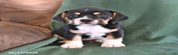 Beabull dogs for sale: Rover - Ad 3