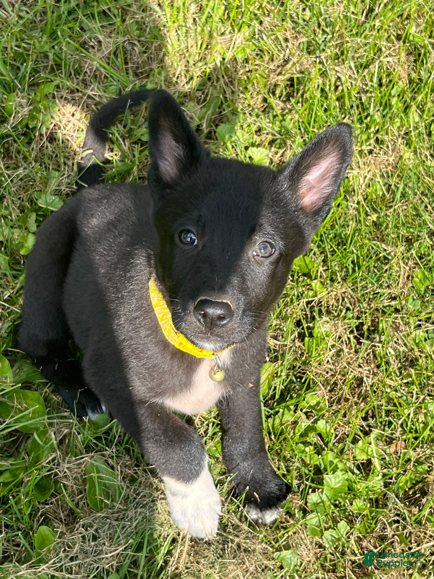 Mixed Breed dogs for sale: Mixed Breed 1 - Ad 1