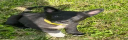 Mixed Breed dogs for sale: Mixed Breed 1 - Ad 1