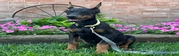 Doberman Pinscher dogs for sale: Zinnia - Ad 5
