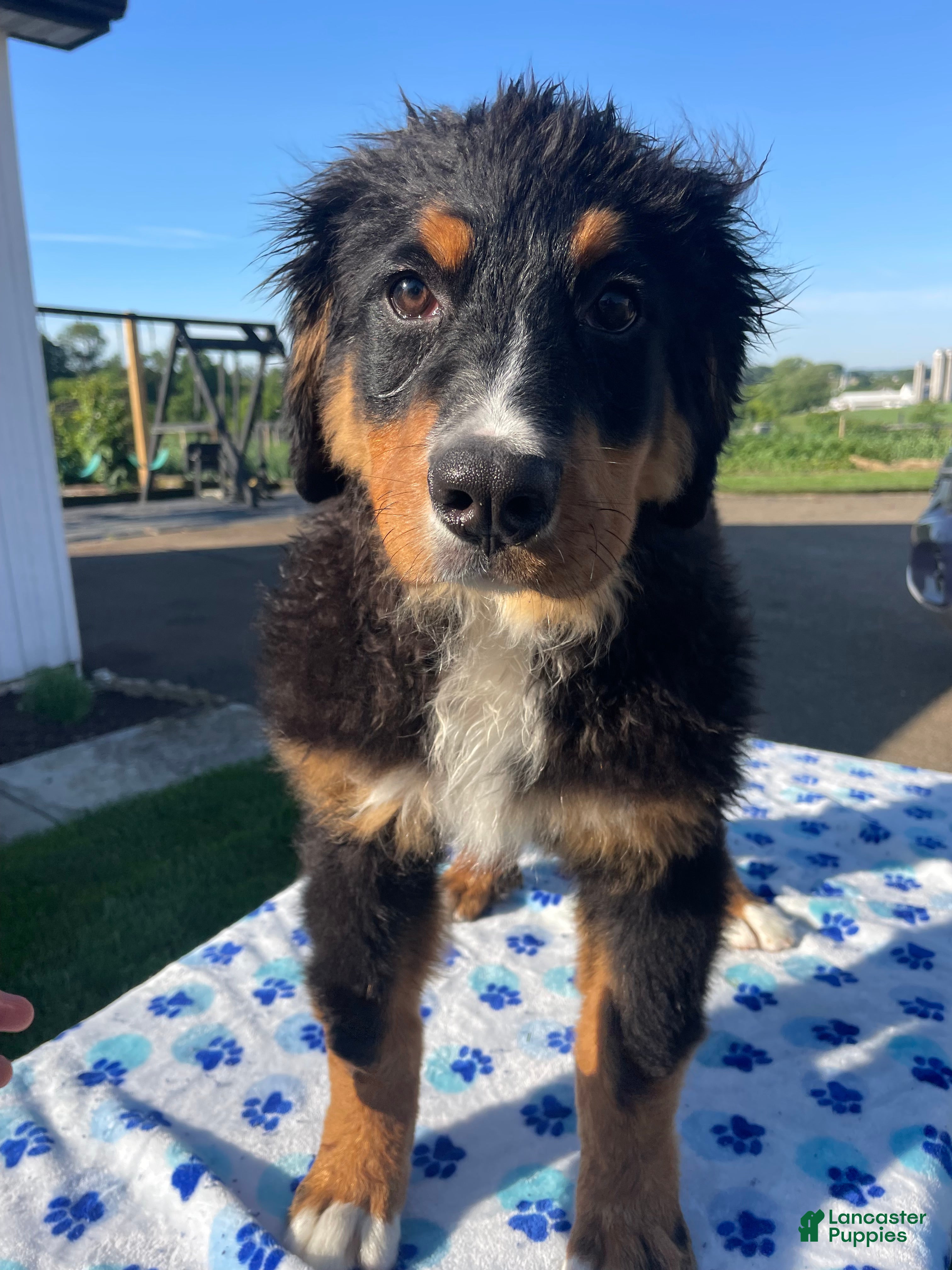 Bernese Mountain Dog dogs River - Ad 9