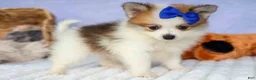 Pomeranian dogs for sale: Evan🐶  - Ad 3