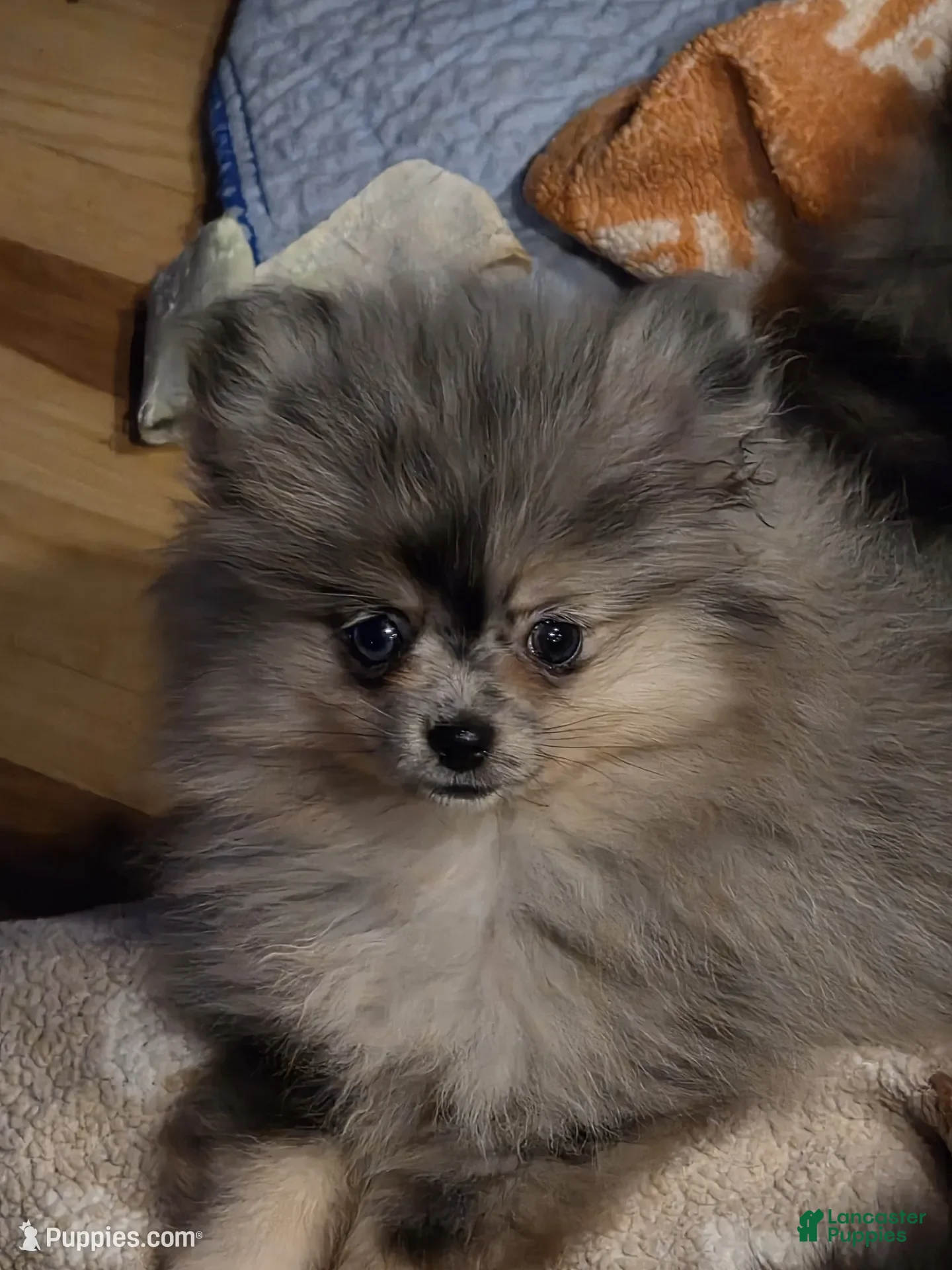 Pomeranian dogs Akc dolly  - Ad 10