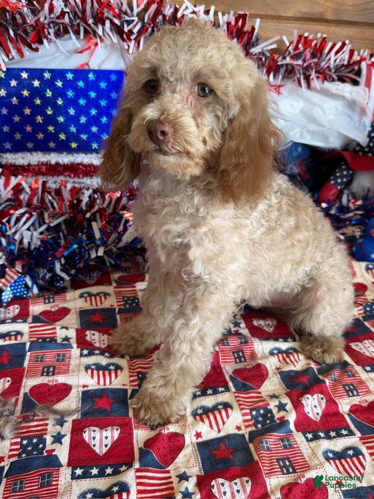 Cockapoo dogs Bear - Ad 23