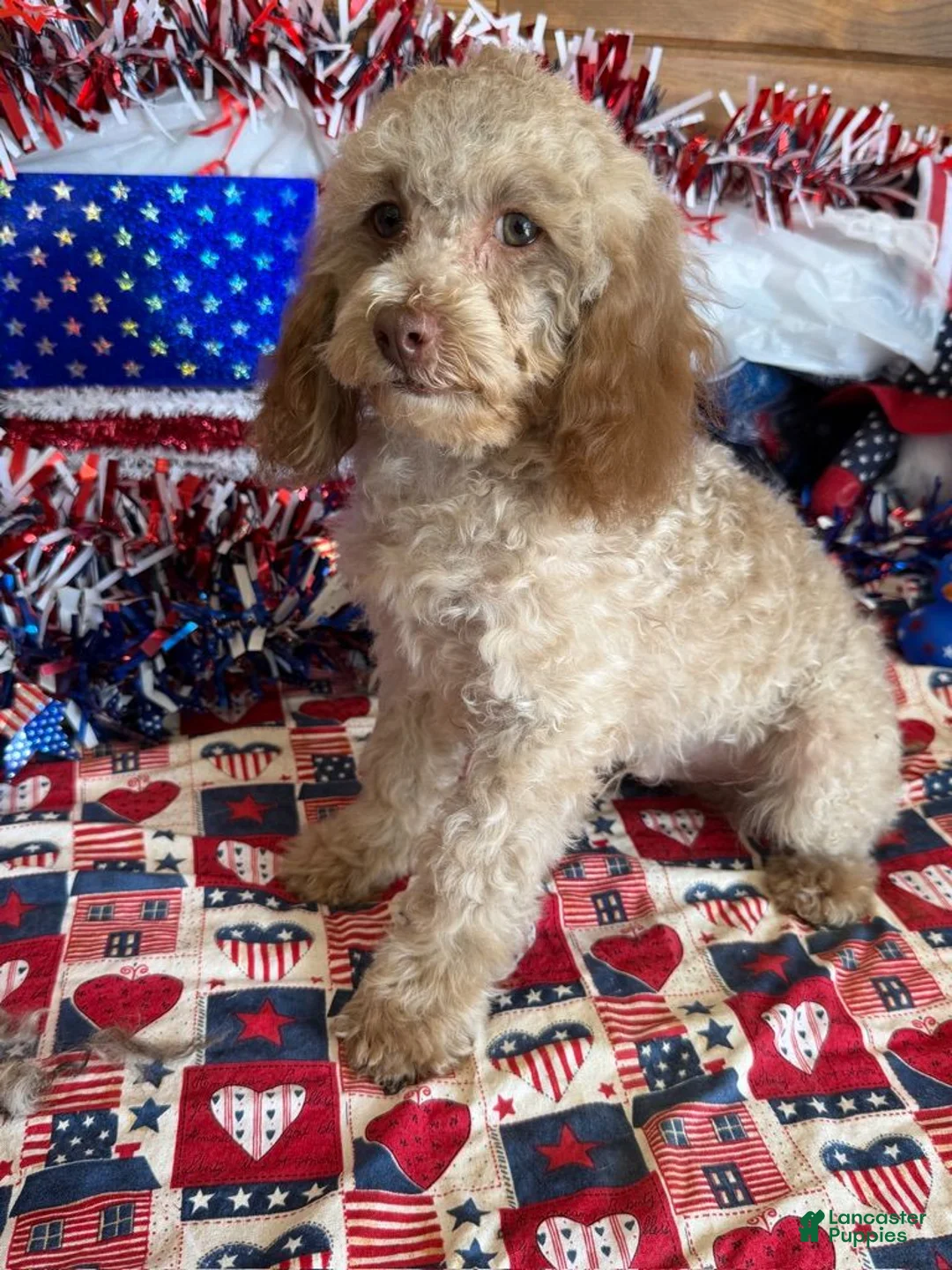 Cockapoo dogs for sale: Bear - Ad 1