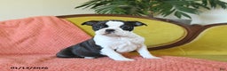 Boston Terrier dogs for sale: Dasher - Ad 2