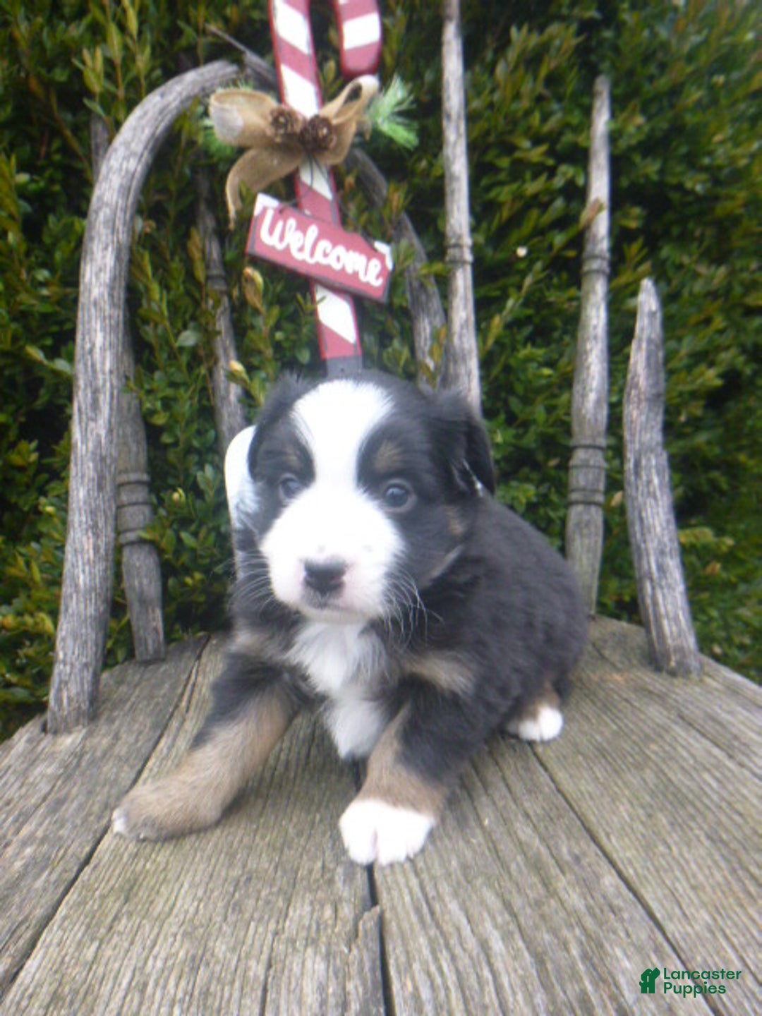 Miniature Australian Shepherd dogs for sale: Nikki - Ad 7