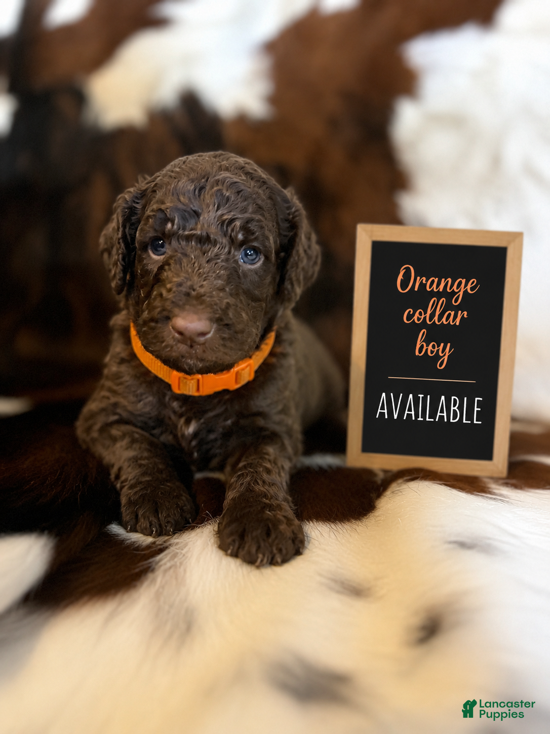 Labradoodle dogs for sale: Orange Collar Boy  - Ad 1