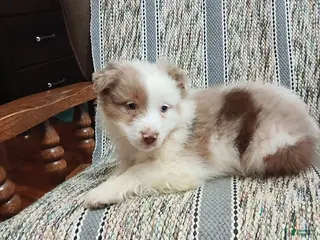 Miniature Australian Shepherd dogs Pepper - Ad 13