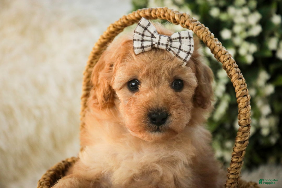 Miniature Poodle dogs for sale: Hailey - Ad 4
