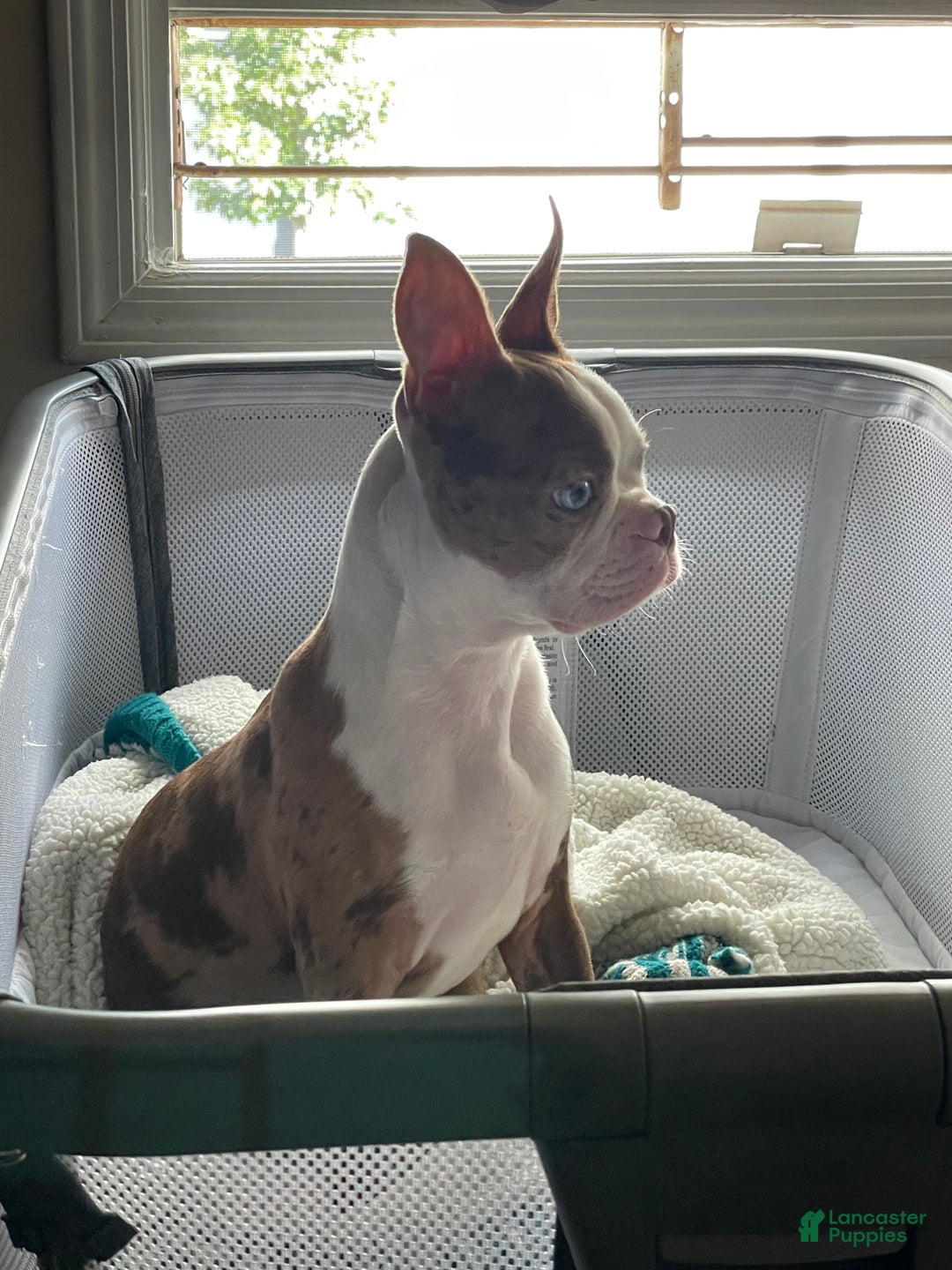 Boston Terrier dogs for stud: Daydream  - Ad 3