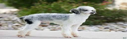 Mini Bernedoodle dogs for sale: Nova - Ad 6