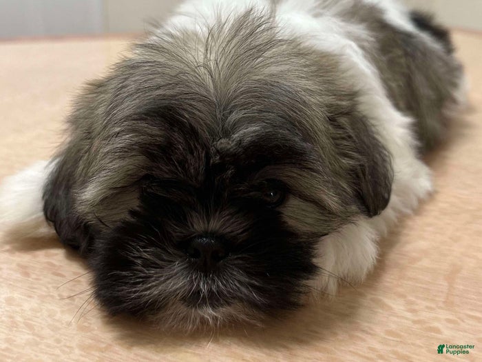Shih Tzu dogs Scarlett - Ad 31