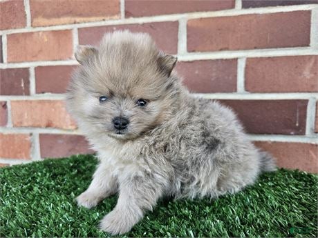 Pomeranian dogs Pomeranian Puppy 1 - Ad 22