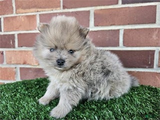 Pomeranian dogs Pomeranian Puppy 1 - Ad 22