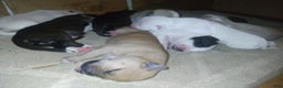 American Bully dogs for sale: Roxi - Ad 2