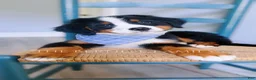 Bernese Mountain Dog dogs for sale: Mason - Ad 6