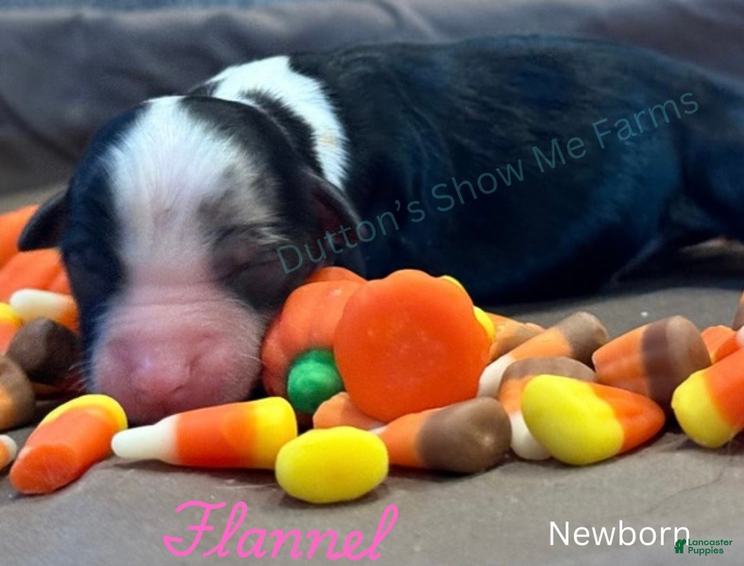 Miniature Australian Shepherd dogs for sale: Miniature Australian Shepherd Puppy 2 - Ad 1