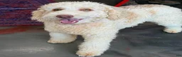 Mini Goldendoodle dogs for sale: Spirit - Ad 3