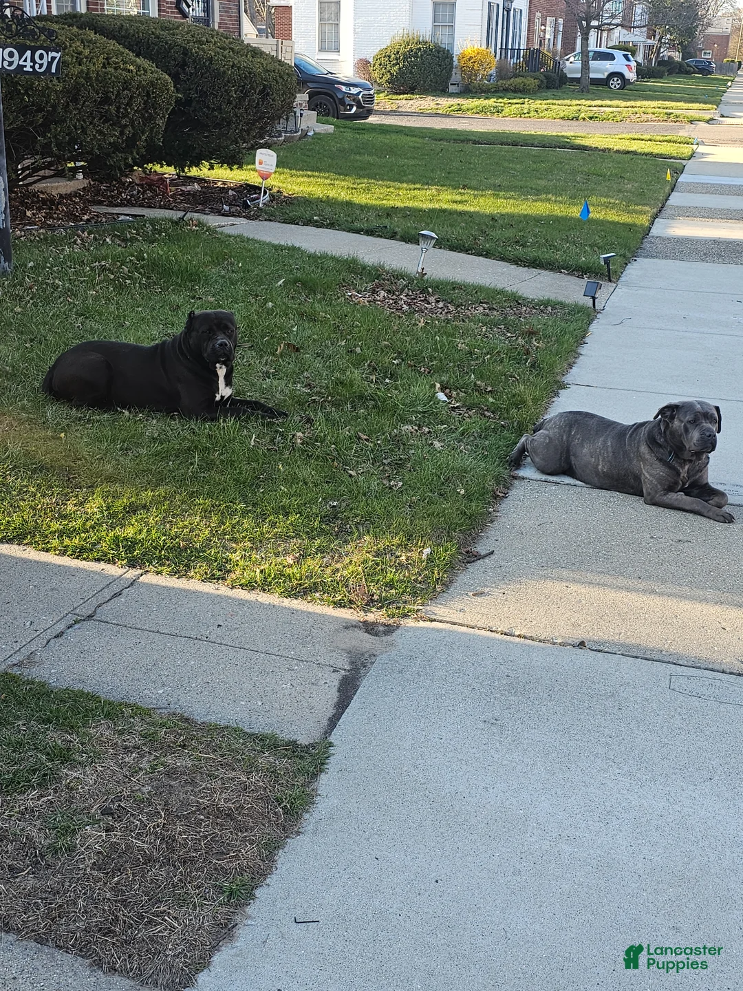 Cane Corso dogs for sale: Cane Corso Puppy 3 - Ad 3