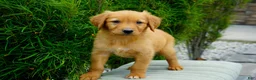 Golden Retriever dogs for sale: Somba Male - Ad 4