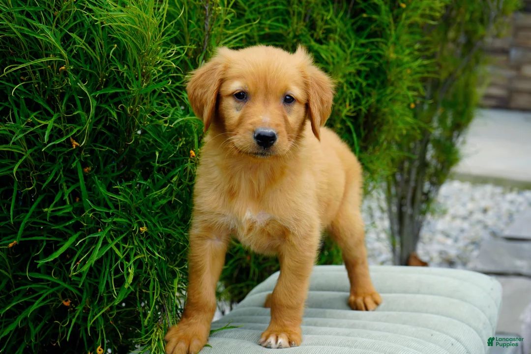Golden Retriever dogs for sale: Somba Male - Ad 4