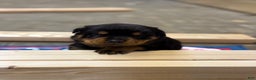 Rottweiler dogs for sale: Dixie (docked tail) - Ad 4