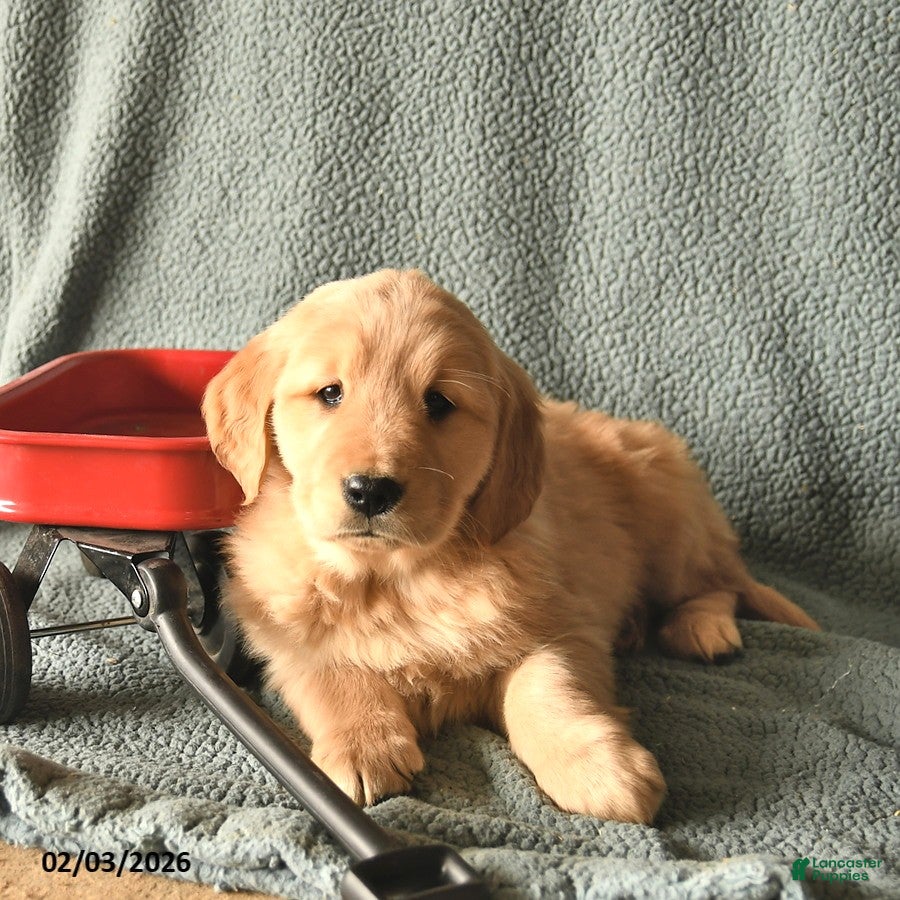 Golden Retriever dogs Kit  - Ad 2