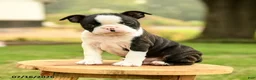 Boston Terrier dogs for sale: Brendan - Ad 5