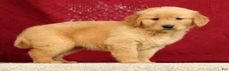 Golden Retriever dogs for sale: Andre - Ad 3
