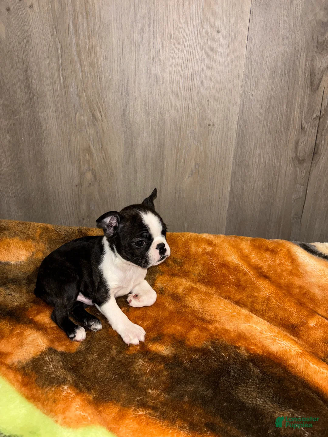 Boston Terrier dogs for sale: Ecco - Ad 1