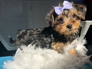 Mixed Breed dogs Mixed Breed Puppy 1 - Ad 34
