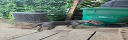 American Bully dogs for sale: Venom - Ad 6
