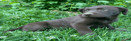 Labrador Retriever dogs for sale: Labrador Retriever Puppy 1 - Ad 4