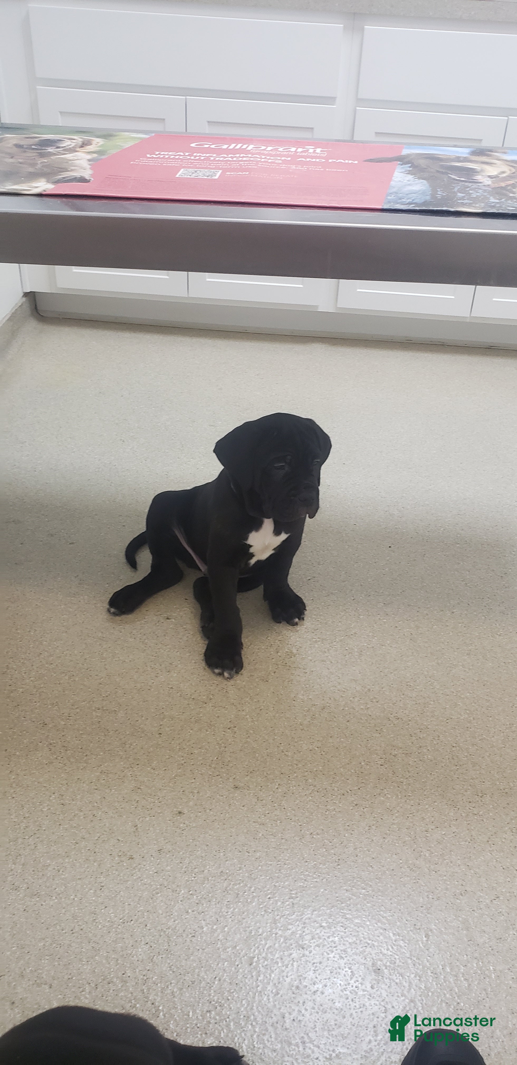 Cane Corso dogs Cane Corso Puppy 3 nick - Ad 31