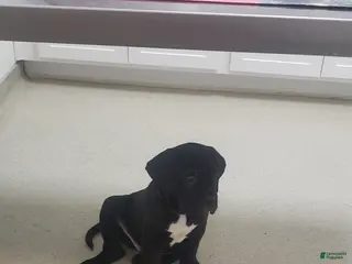 Cane Corso dogs Cane Corso Puppy 3 nick - Ad 31