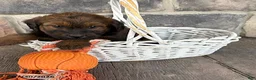 Whoodle dogs for sale: Mia - Ad 3