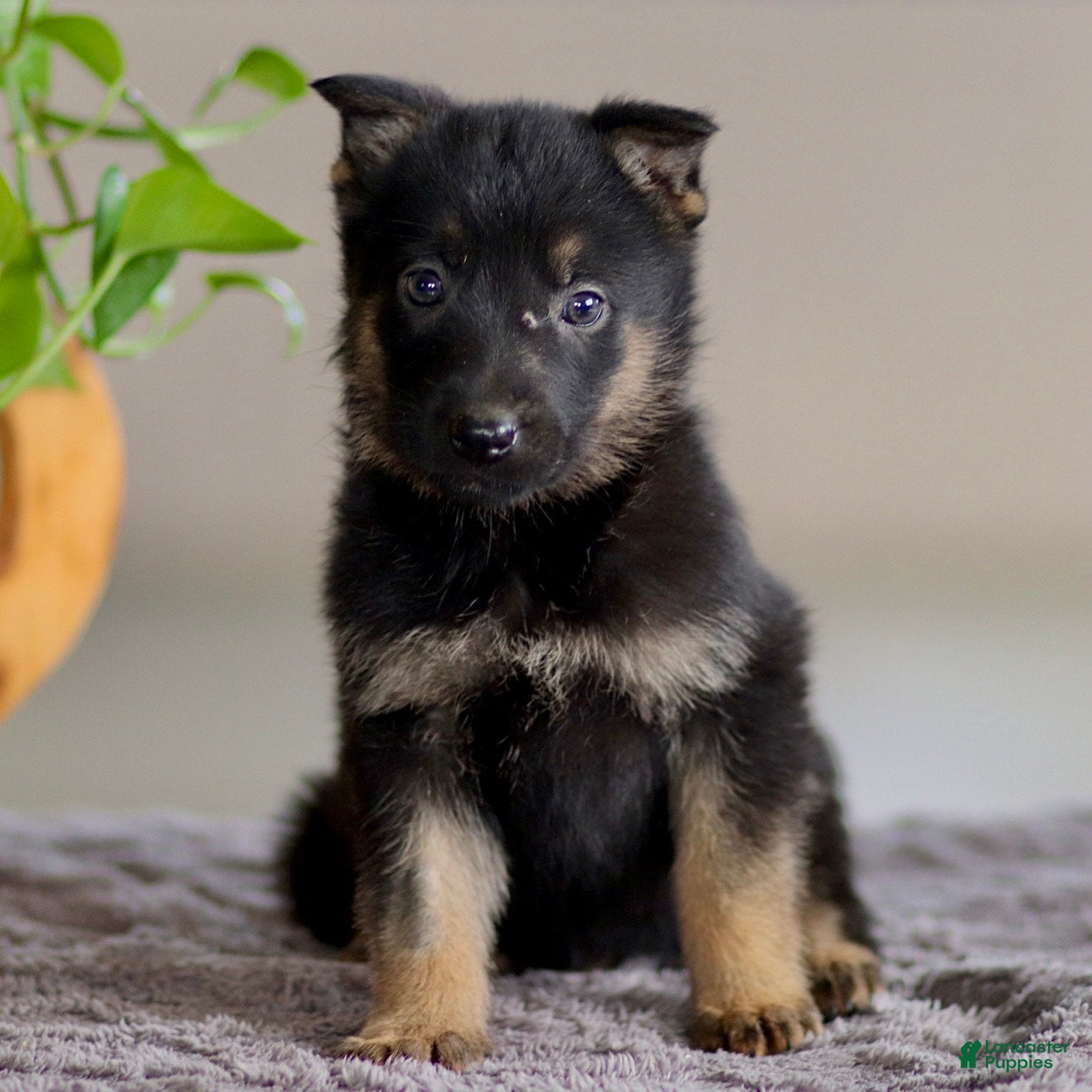 German Shepherd dogs Gina - Ad 2