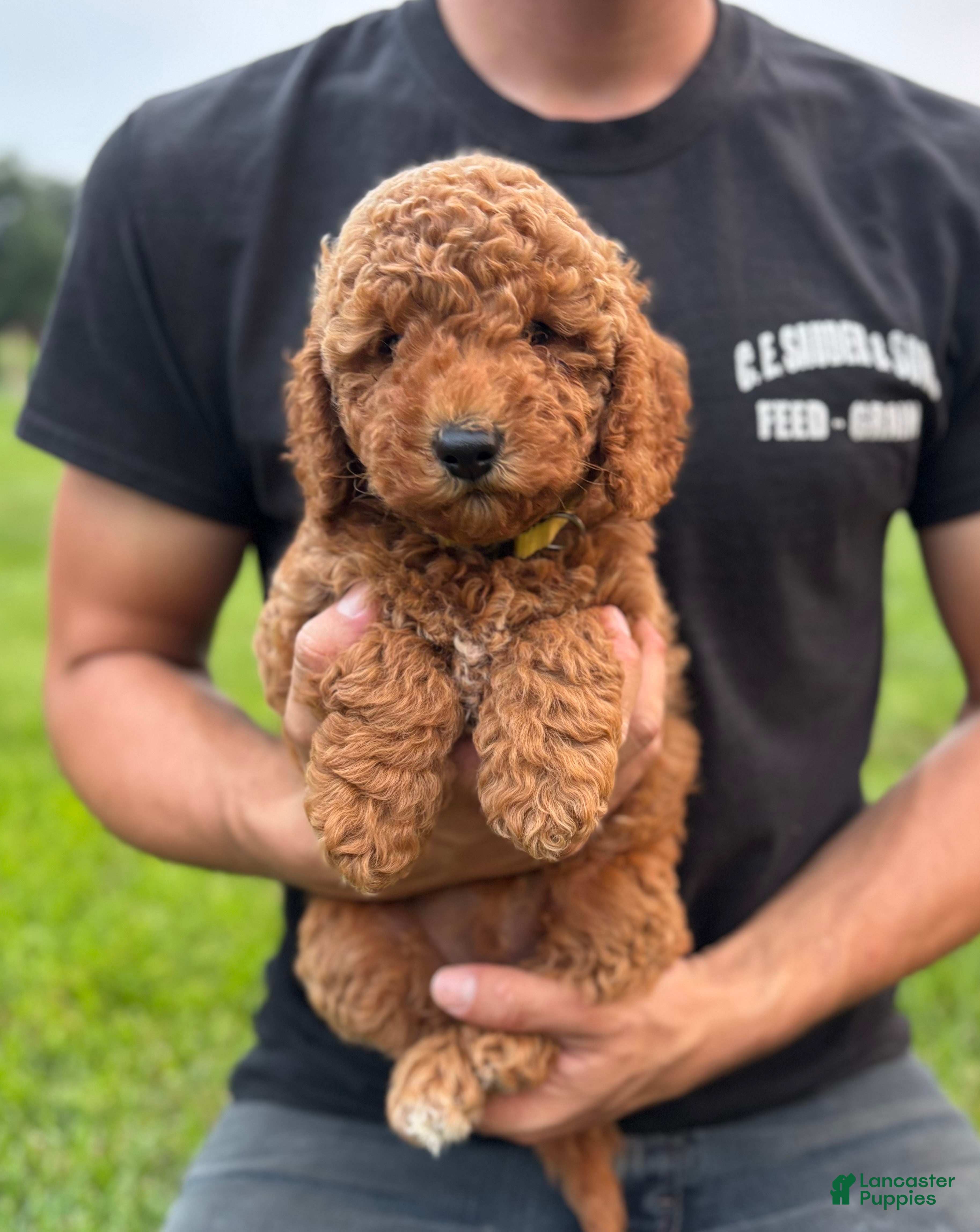 Mini Goldendoodle dogs Penny - Ad 1