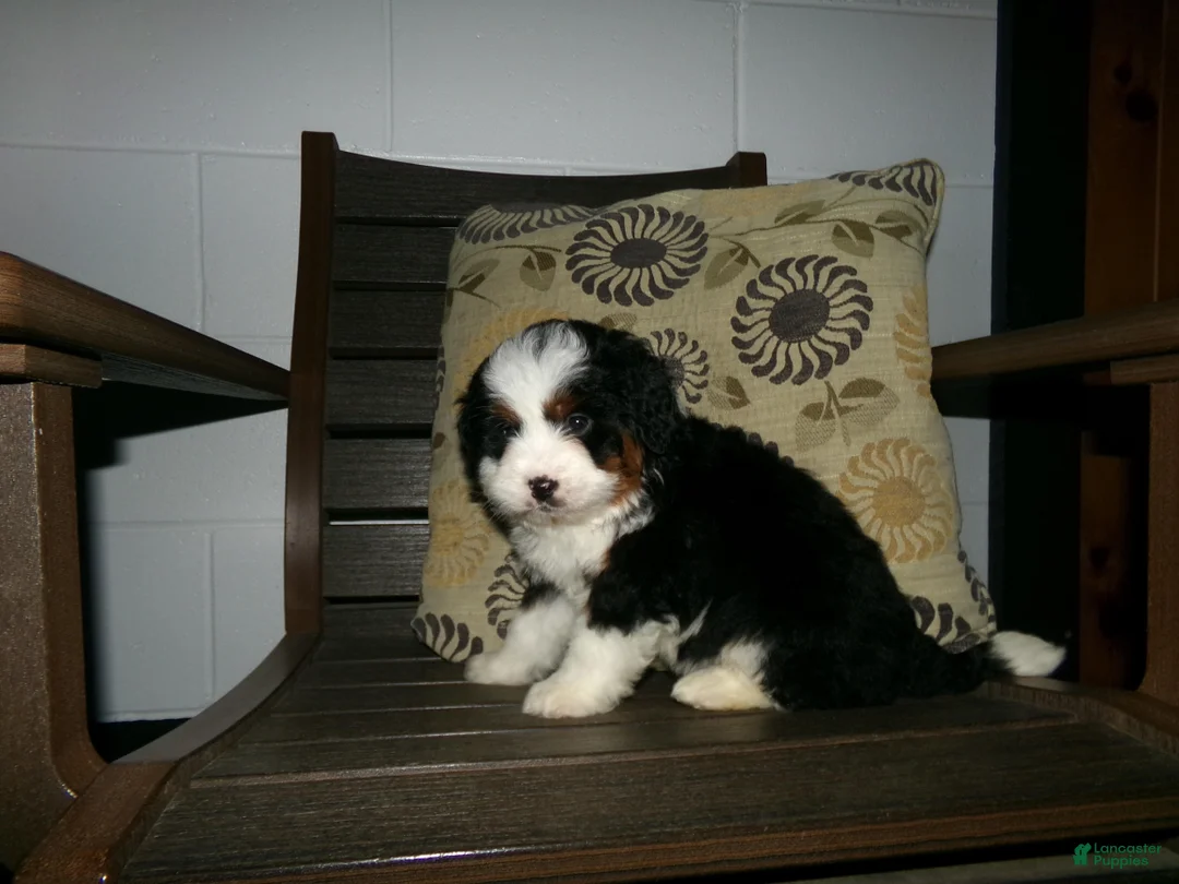 Mini Bernedoodle dogs for sale: Avery - Ad 3