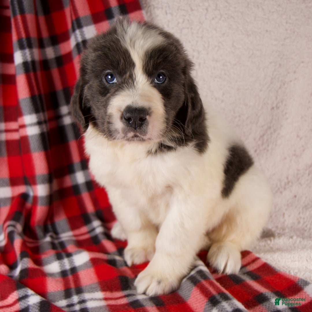 Newfoundland dogs for sale: Faith - Ad 1