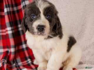 Newfoundland dogs Faith - Ad 29